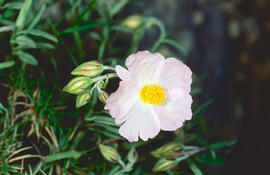 Estepa llimonenca ("Cistus monspeliensis")
