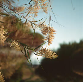Canya borda ("Phragmites australis")