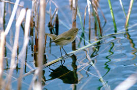Ull de bou ("Phylloscopus collybita")