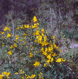"Cytisus spinosus"
