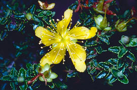 "Hypericum olympicum"