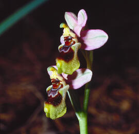 Abellera vermella ("Ophrys tenthredinifera")