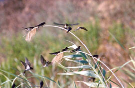 Orenetes ("Delichon urbicum")