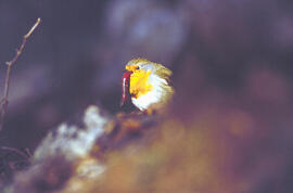 Rupit ("Erithacus rubecula")