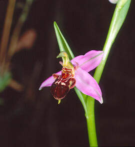 Mosca vermella ("Ophrys tenthredinifera")