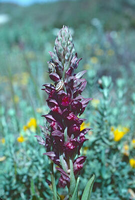 Abellera olorosa ("Anacamptis coriophora")