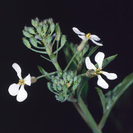 Citró ("Raphanus raphanistrum")