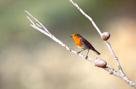 Rupit ("Erithacus rubecula")