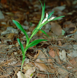 Curraià blanc ("Cephalanthera longifolia")