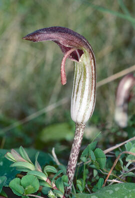 Llengua de frare ("Arisarum vulgare")