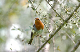 Rupit ("Erithacus rubecula")
