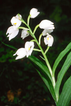 Curraià blanc ("Cephalanthera longifolia")