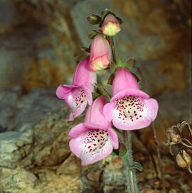 Dedalera ("Digitalis purpurea")