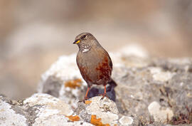 Xalambrí de muntanya ("Prunella collaris")