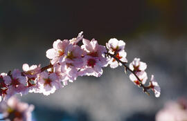 Flor d'ametller ("Prunus dulcis")