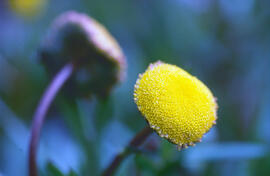 Cotula ("Cotula coronopifolia")