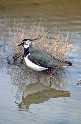 Jua ("Vanellus vanellus")