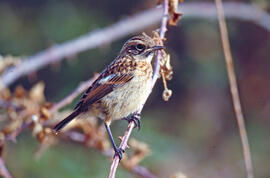 Vitrac ("Saxicola rubetra")