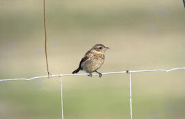 Vitrac ("Saxicola rubicola")