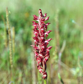 Abellera olorosa ("Anacamptis coriophora")