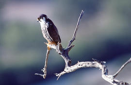 Falcó ("Falco peregrinus")