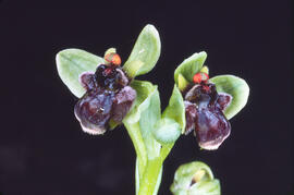 Orquídia abella ("Ophrys apifera")