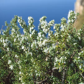 Bruc ("Erica arborea")