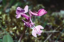 Orquídia ("Orchis mascula")