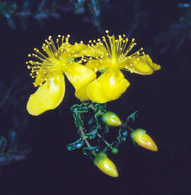 ("Hypericum olympicum")