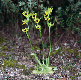 Abellera groga ("Ophrys lutea")