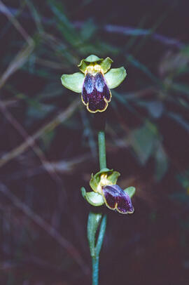 Mosca vermella ("Ophrys tenthredinifera")