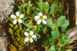 Saxífraga de tres dits ("Saxifraga tridactylites L.")