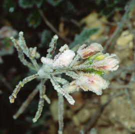 Orobancàcies ("Orobanchaceae")
