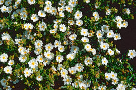 Estepa llimonenca ("Cistus monspeliensis")