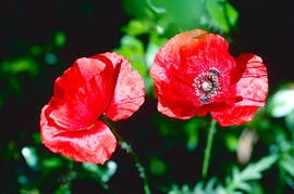 Rosella ("Papaver dubium")