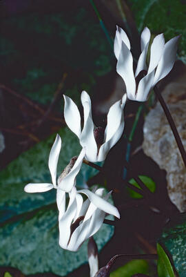 Engreixaporcs ("Cyclamen balearicum")