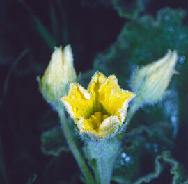 Lliri silvestre ("Narcissus pseudonarcissus")