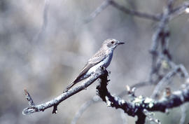 Picamosques ("Muscicapa striata")