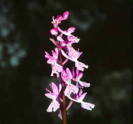 Orquídia ("Orchis mascula")