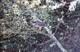 Orval ("Nycticorax nycticorax")
