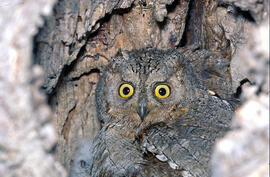 Mussol petit ("Otus scops")