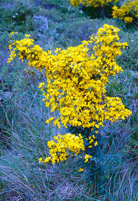 Gatosa europea ("Ulex europaeus")