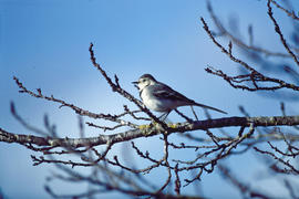Xàtxero blanc ?? ("Motacilla alba")