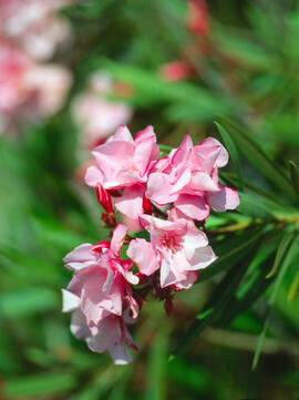 Baladre ("Nerium oleander")