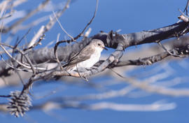 Picamosques ("Muscicapa striata")
