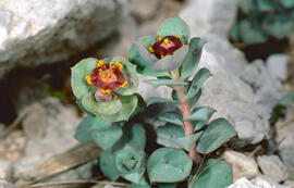 Floreta de pastor ("Euphorbia rigida")