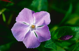 "Vinca major"