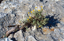 Herba de cabell d'indi ("Hippocrepis balearica")