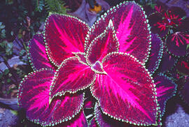 Còleus ("Solenostemon")
