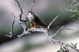 Falcó ("Falco peregrinus")